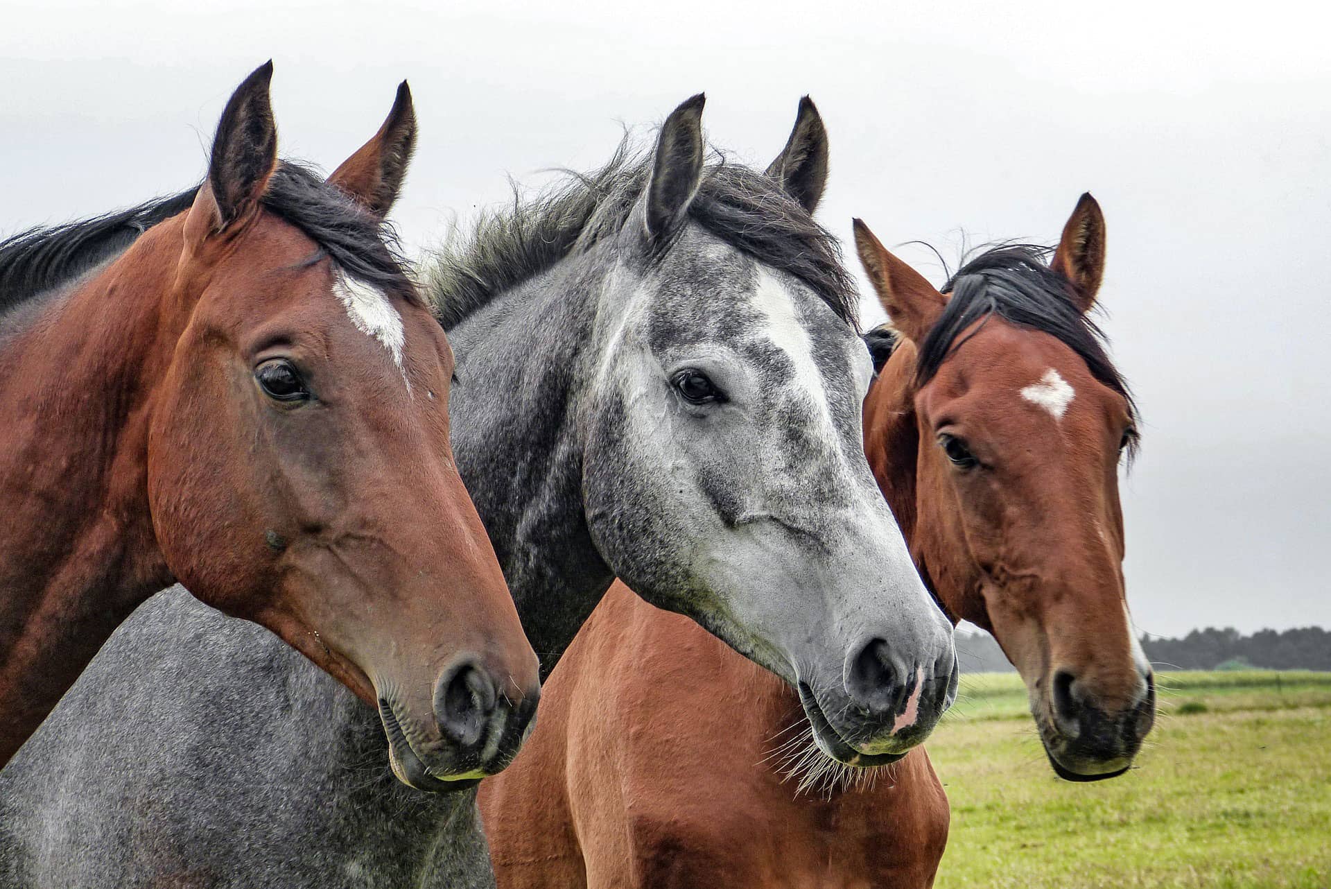 Equine Services at Newell Veterinary Services Brooks Alberta Vet