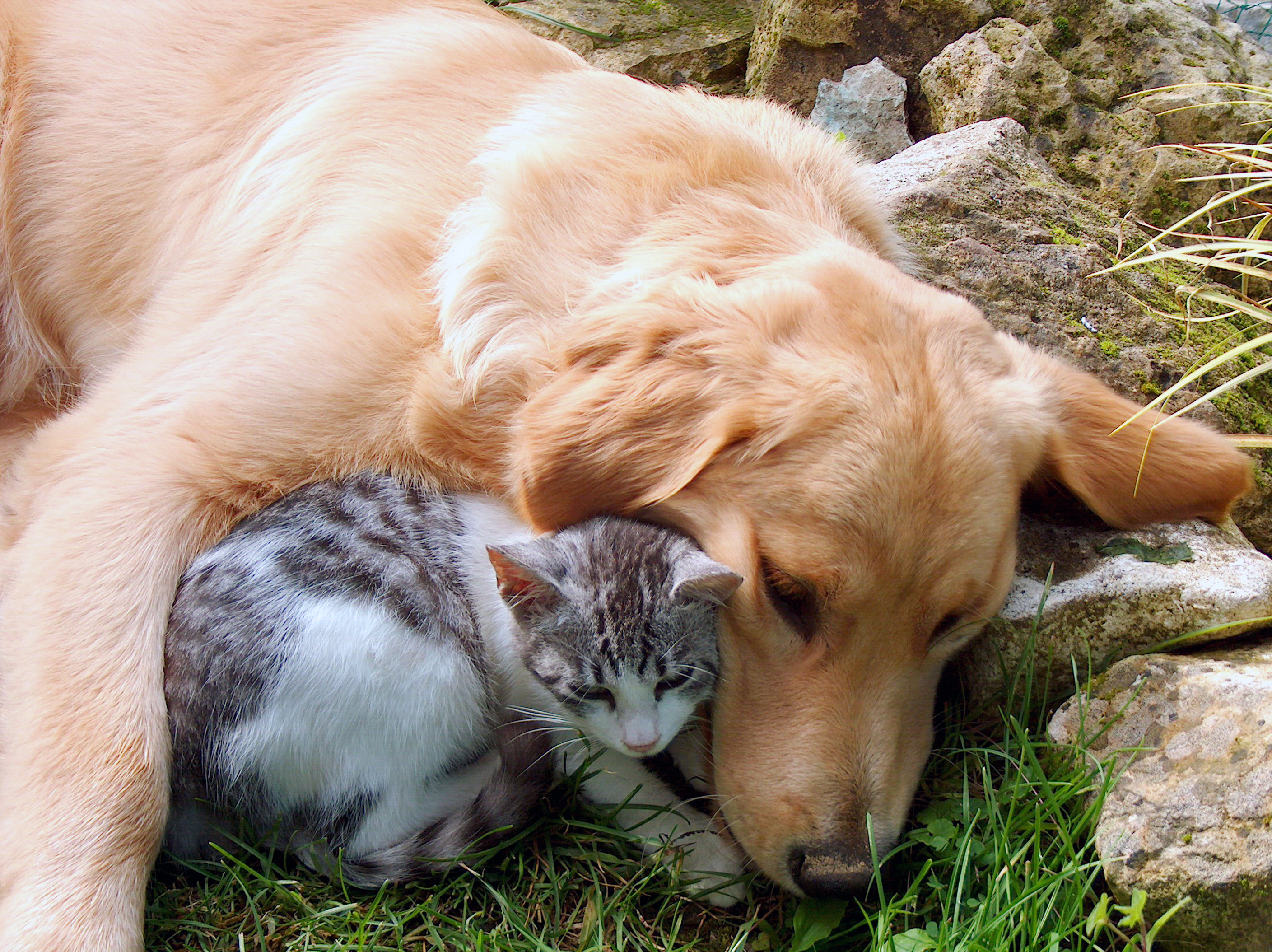 Cat and dog, best friends. Newell Veterinary Services