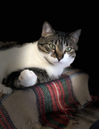 Carl the Cat